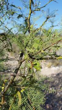 Image of Prosopis flexuosa var. depressa F. A. Roig