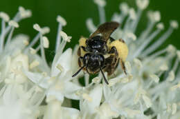 Image of Andrena integra Smith 1853