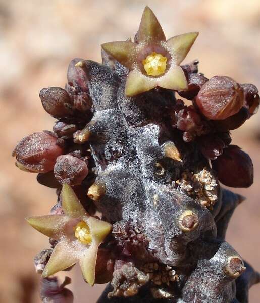 Image de Ceropegia incarnata subsp. hottentotorum (N. E. Br.) Bruyns