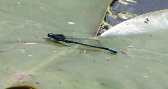 Image of Lilypad Forktail