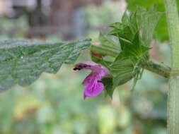 Image of black horehound