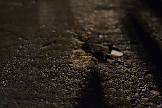 Image of Red-necked Nightjar