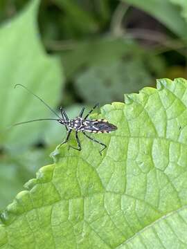 Cosmolestes aethiopicus (Stål 1858) resmi