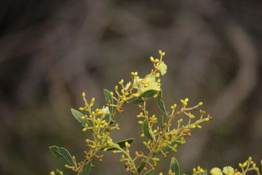 Image of Acacia myrtifolia (Sm.) Willd.