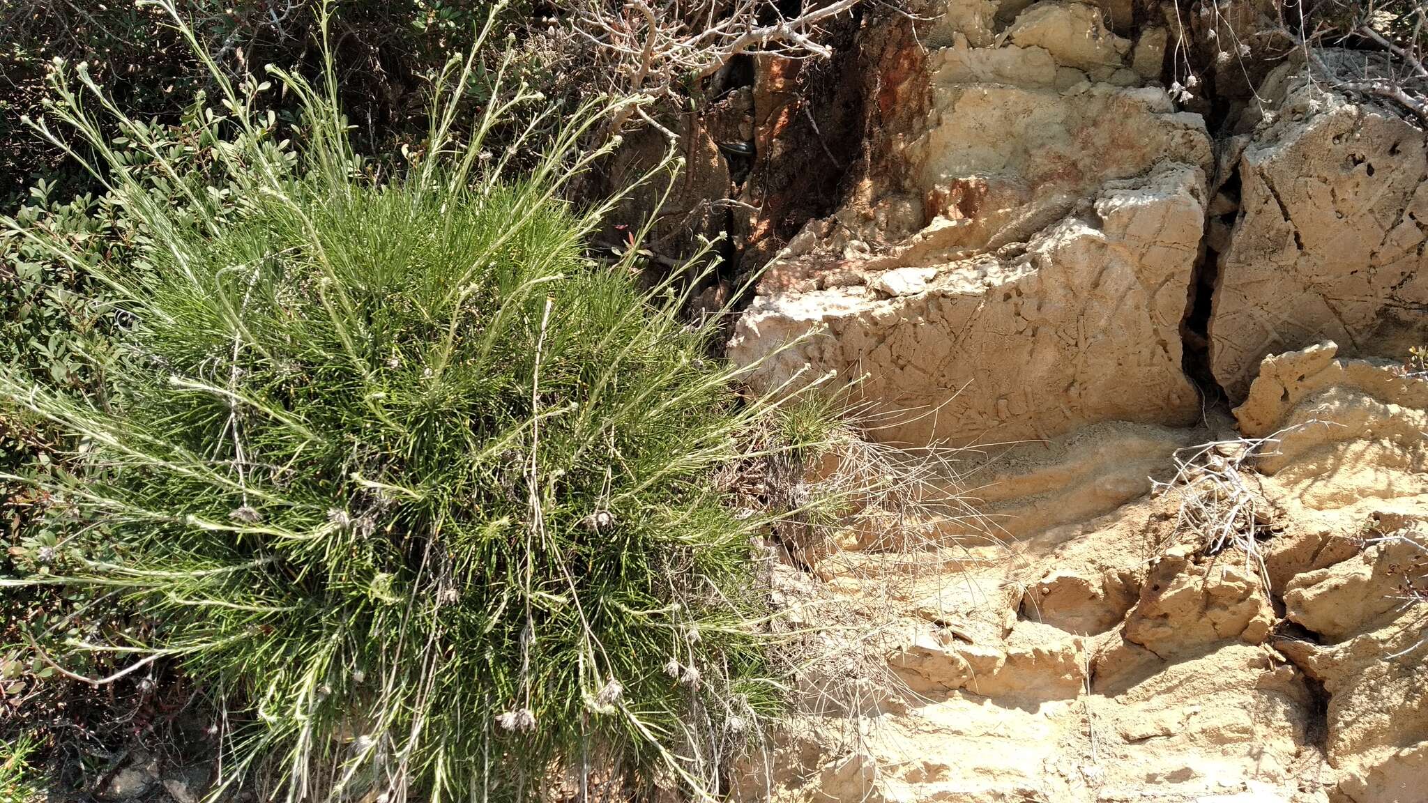 Слика од Ptilostemon chamaepeuce (L.) Less.