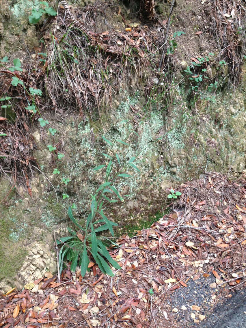 Image de Pilosella albiflora (Hook.) Sch. Bip.