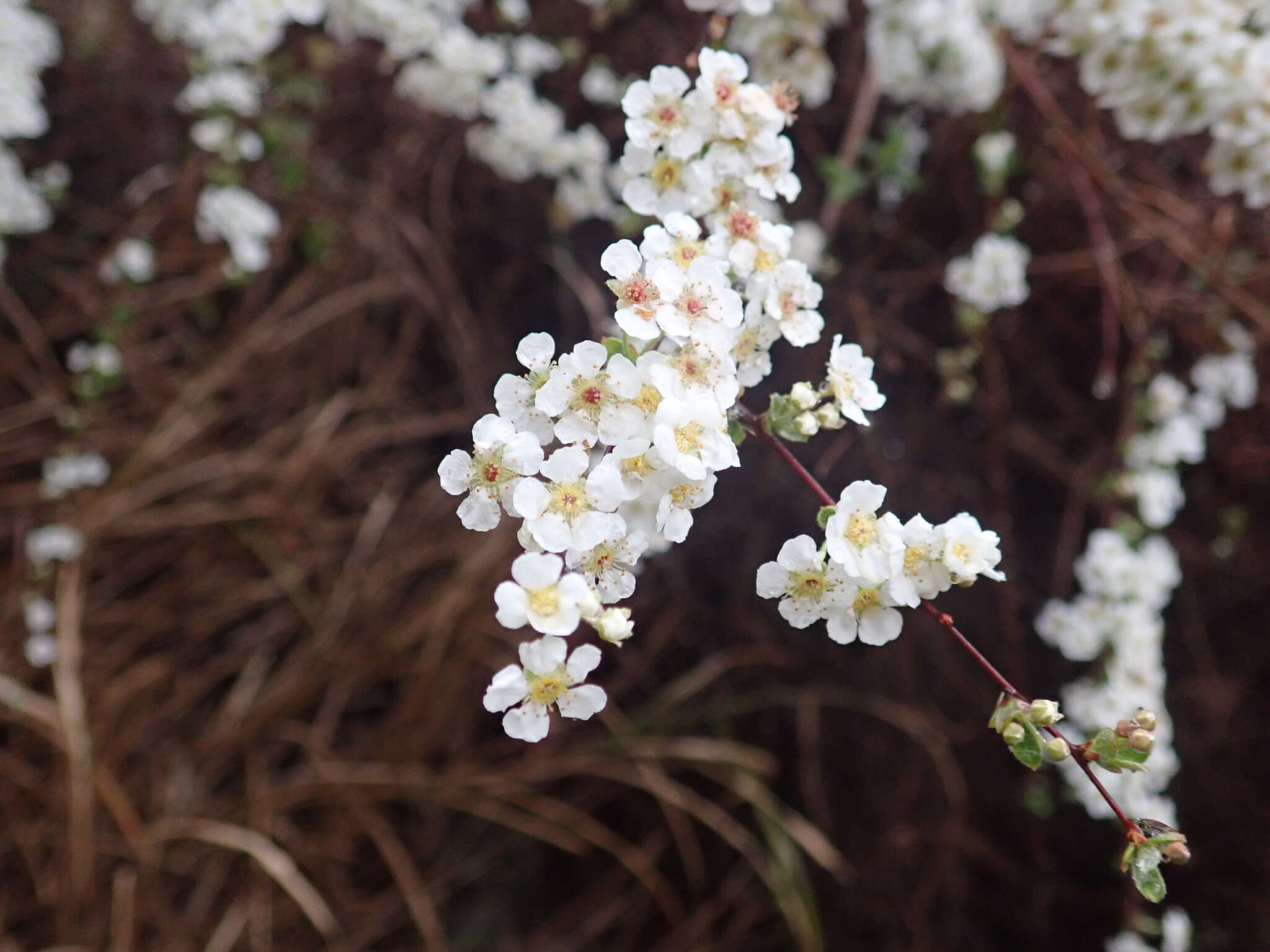 Image of bridalwreath spirea