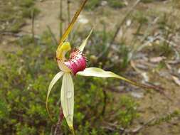 Image of Caladenia colorata D. L. Jones