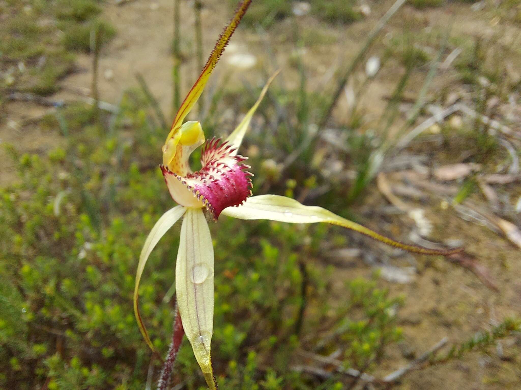 Image of Caladenia colorata D. L. Jones