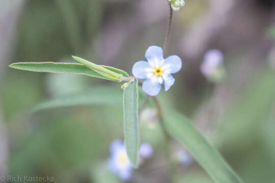 Mimophytum alienoides (G. L. Nesom) G. L. Nesom的圖片