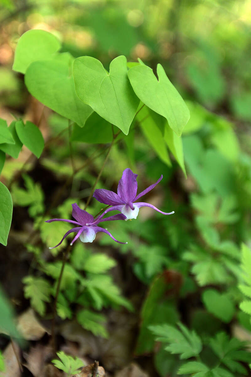 Image of Epimedium macrosepalum Stearn