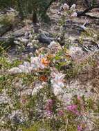 Image of Jacksonia floribunda Endl.