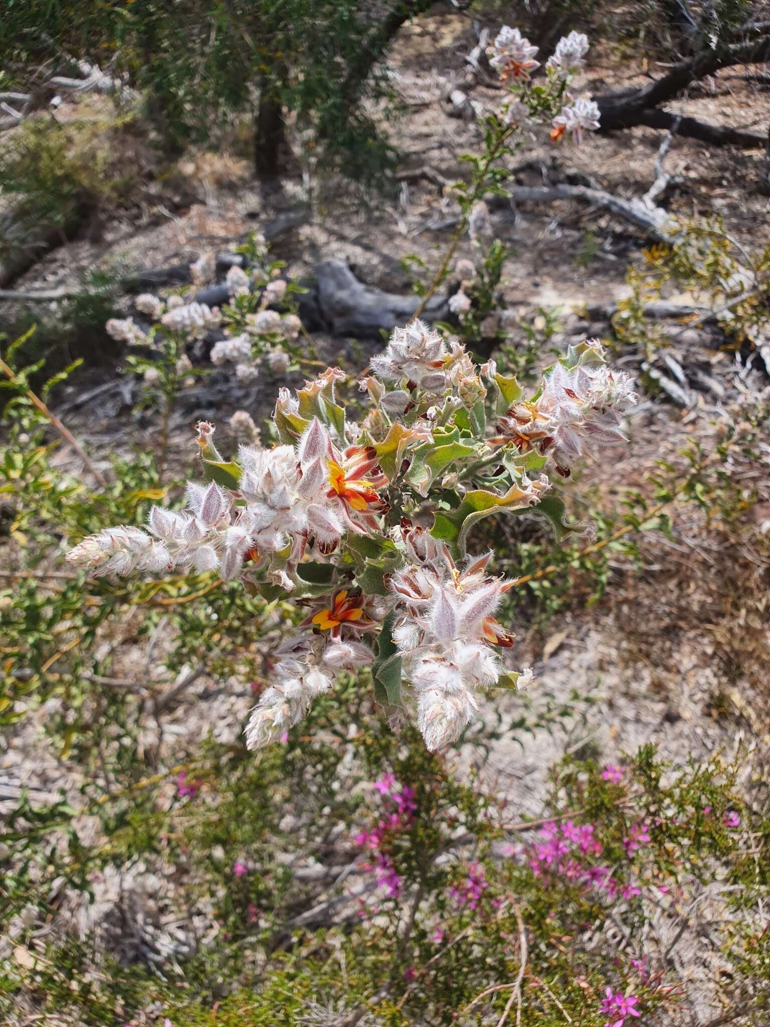 Image of Jacksonia floribunda Endl.