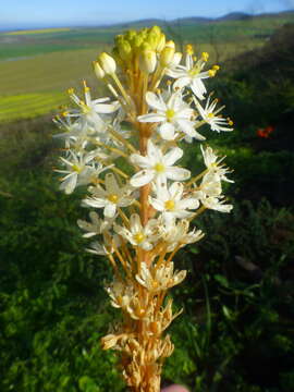 Image of Bulbinella elata P. L. Perry