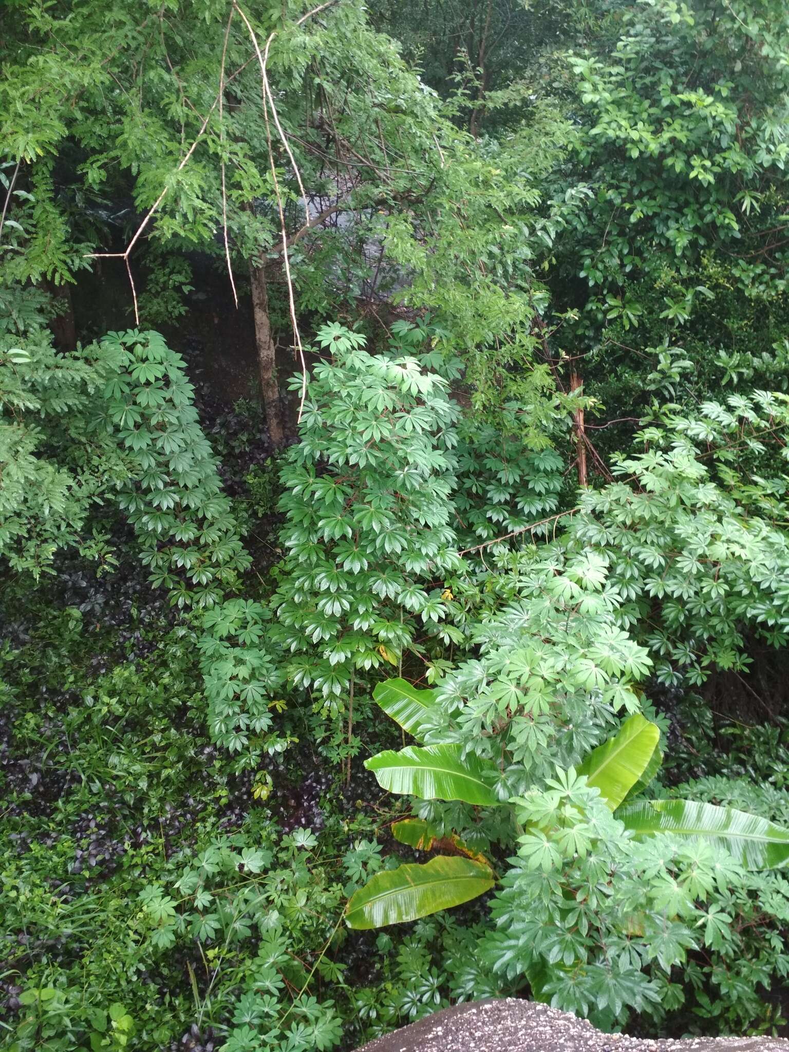 Image of cassava