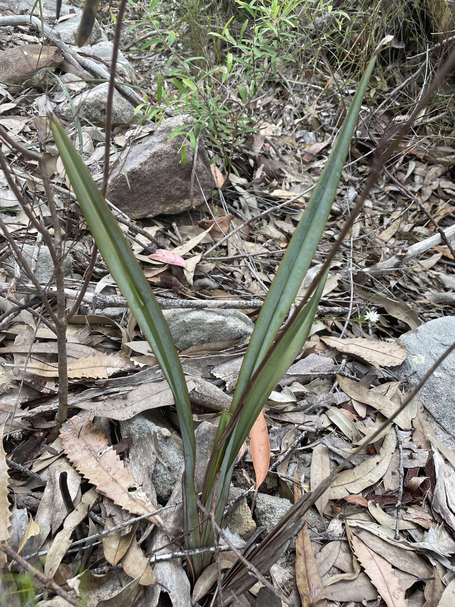 Image of Dianella prunina R. J. F. Hend.