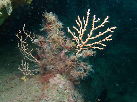 Image of Broad Sea Fan