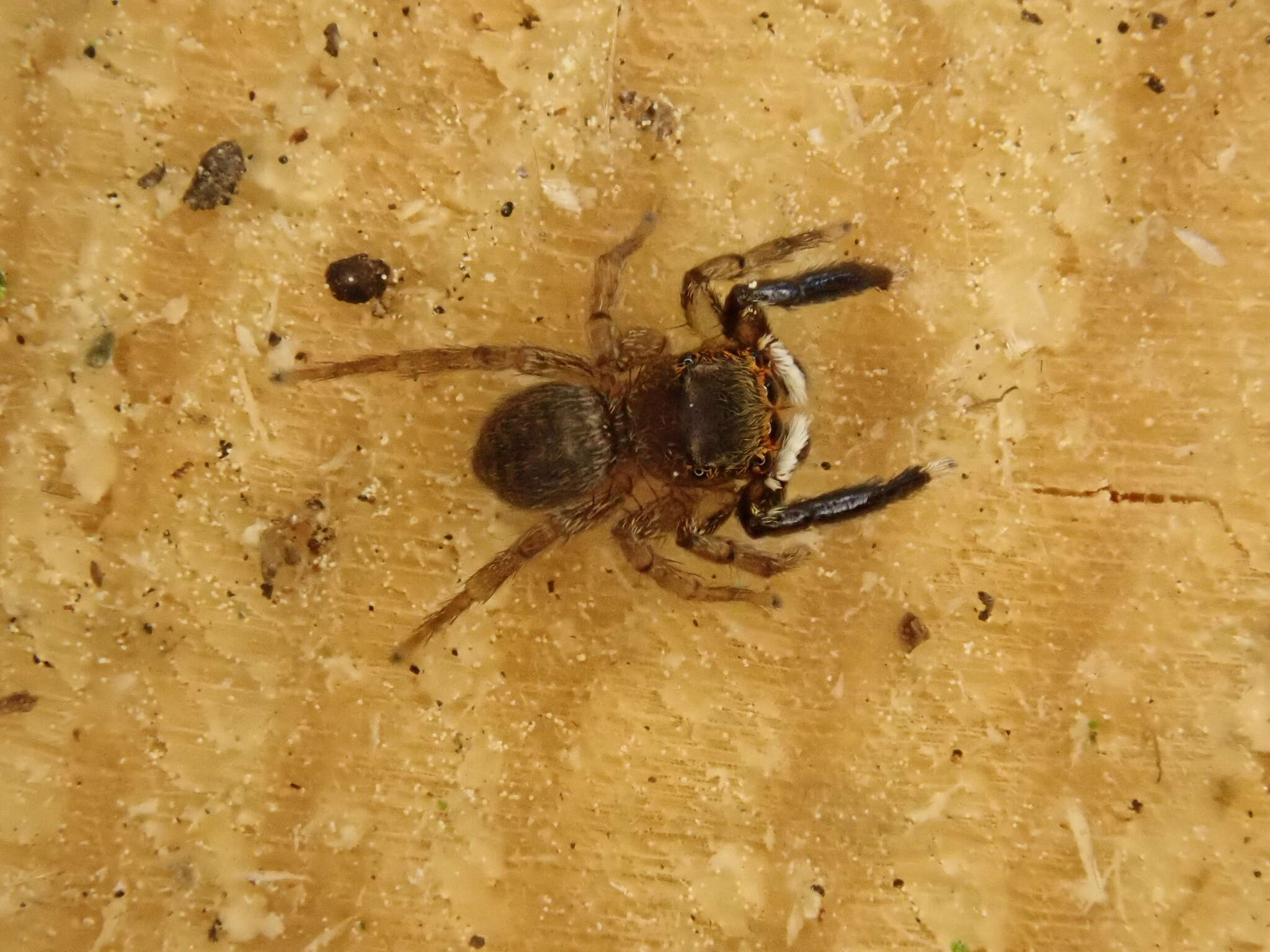 Image of Euophrys frontalis (Walckenaer 1802)