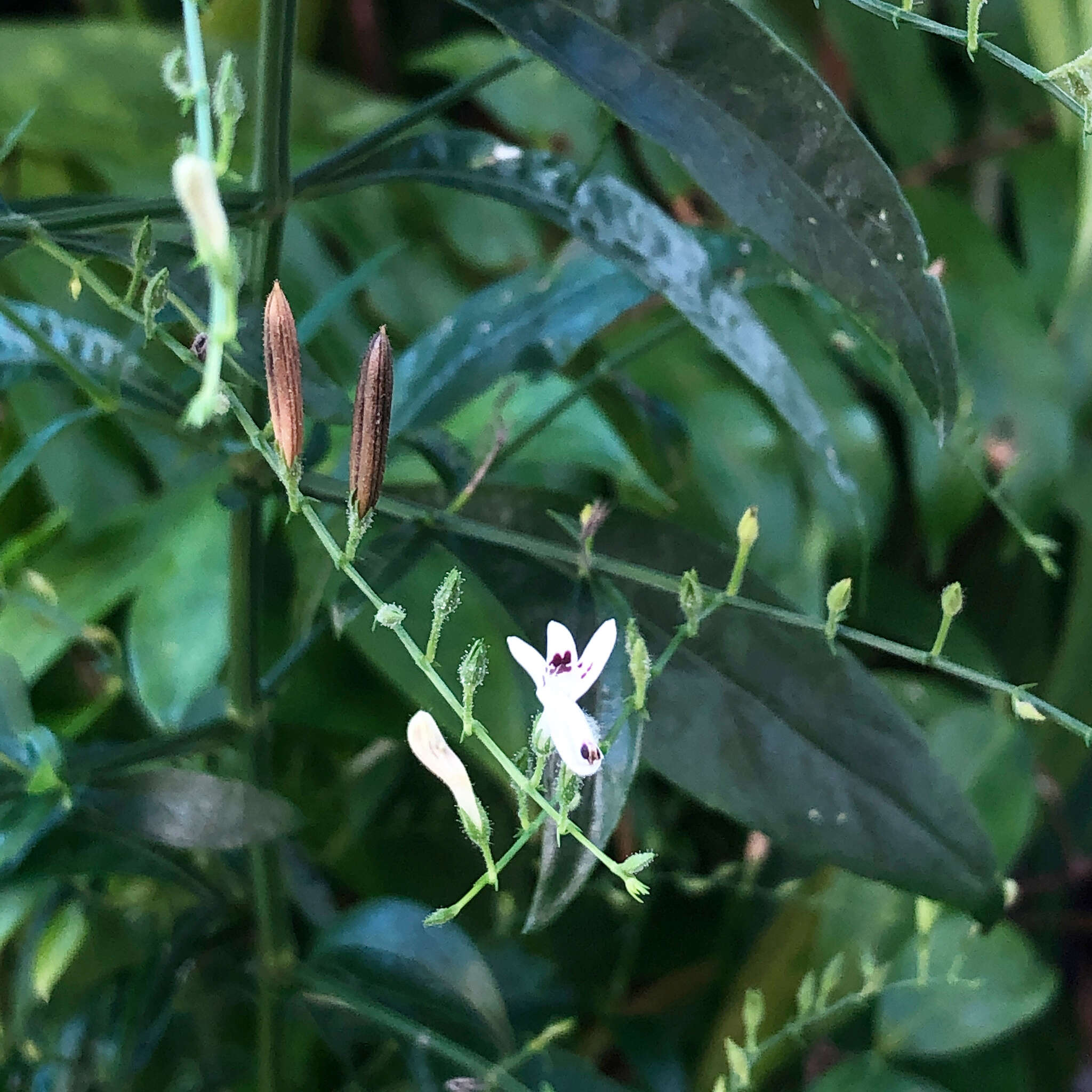 Image of false waterwillow