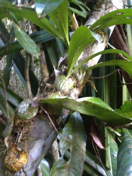 Image of Bulbophyllum hamelinii W. Watson