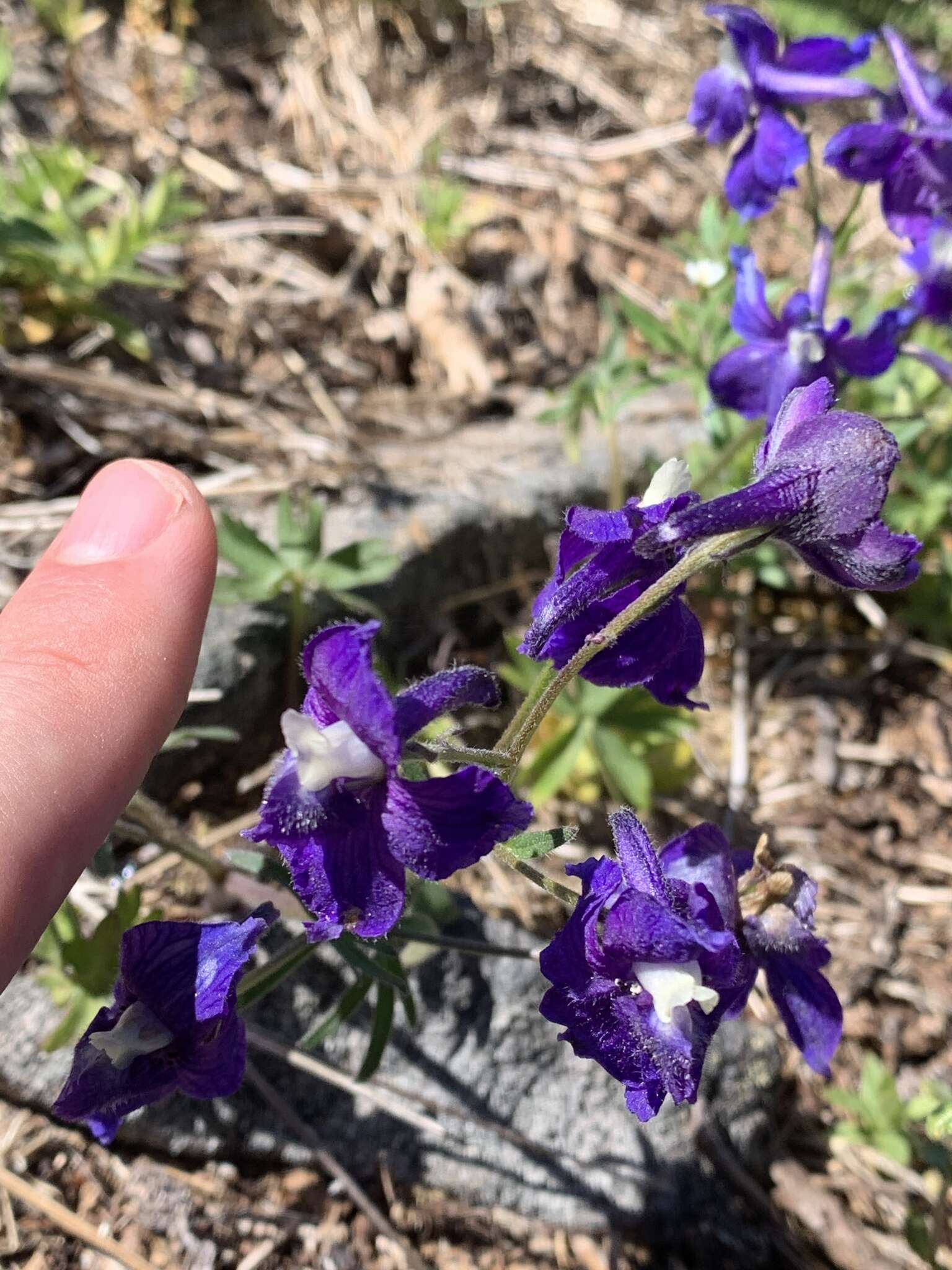 Delphinium menziesii DC.的圖片