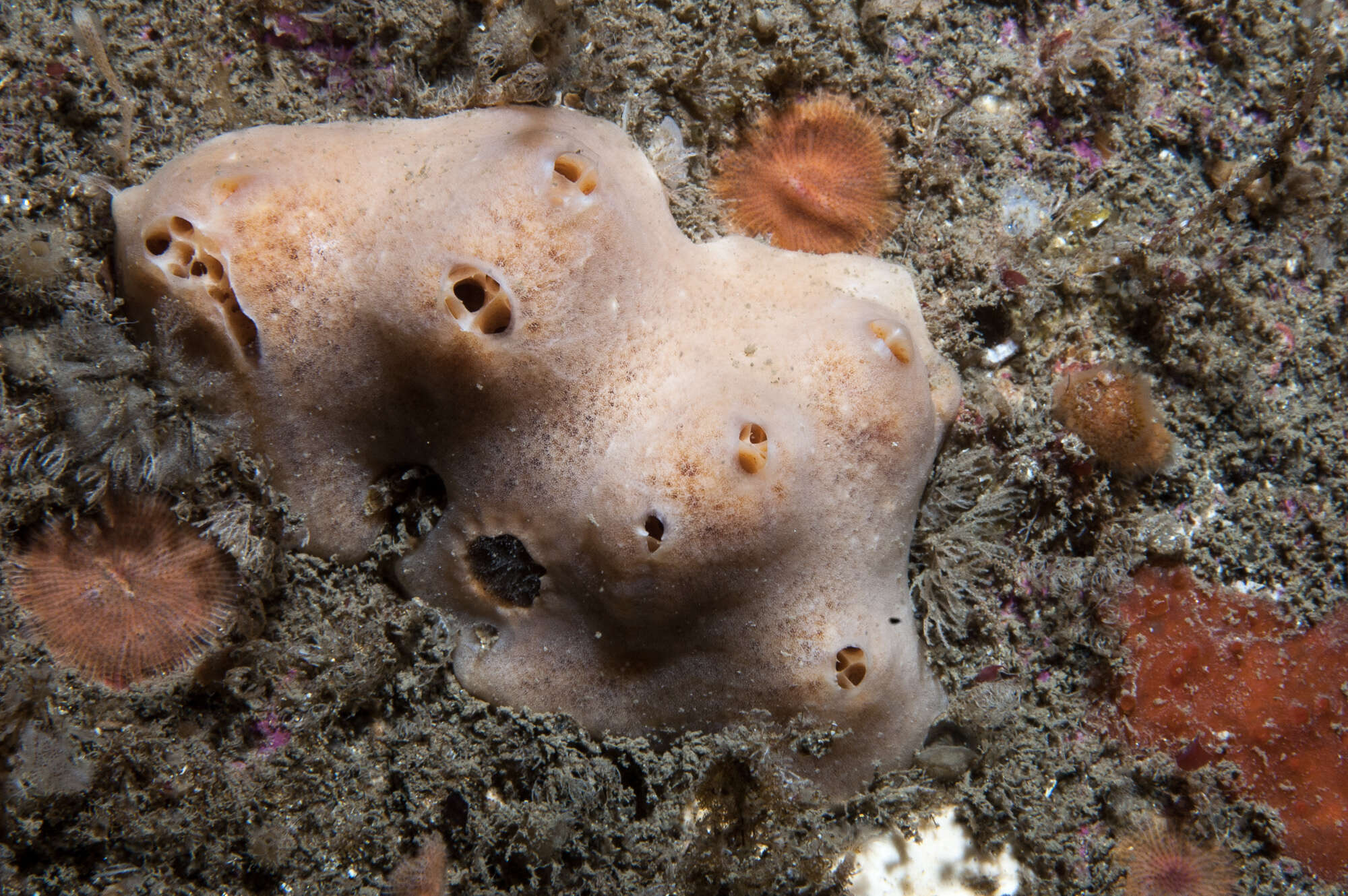 Image of Myxilla (Myxilla) fimbriata (Bowerbank 1866)