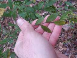 Image of Elliott's blueberry