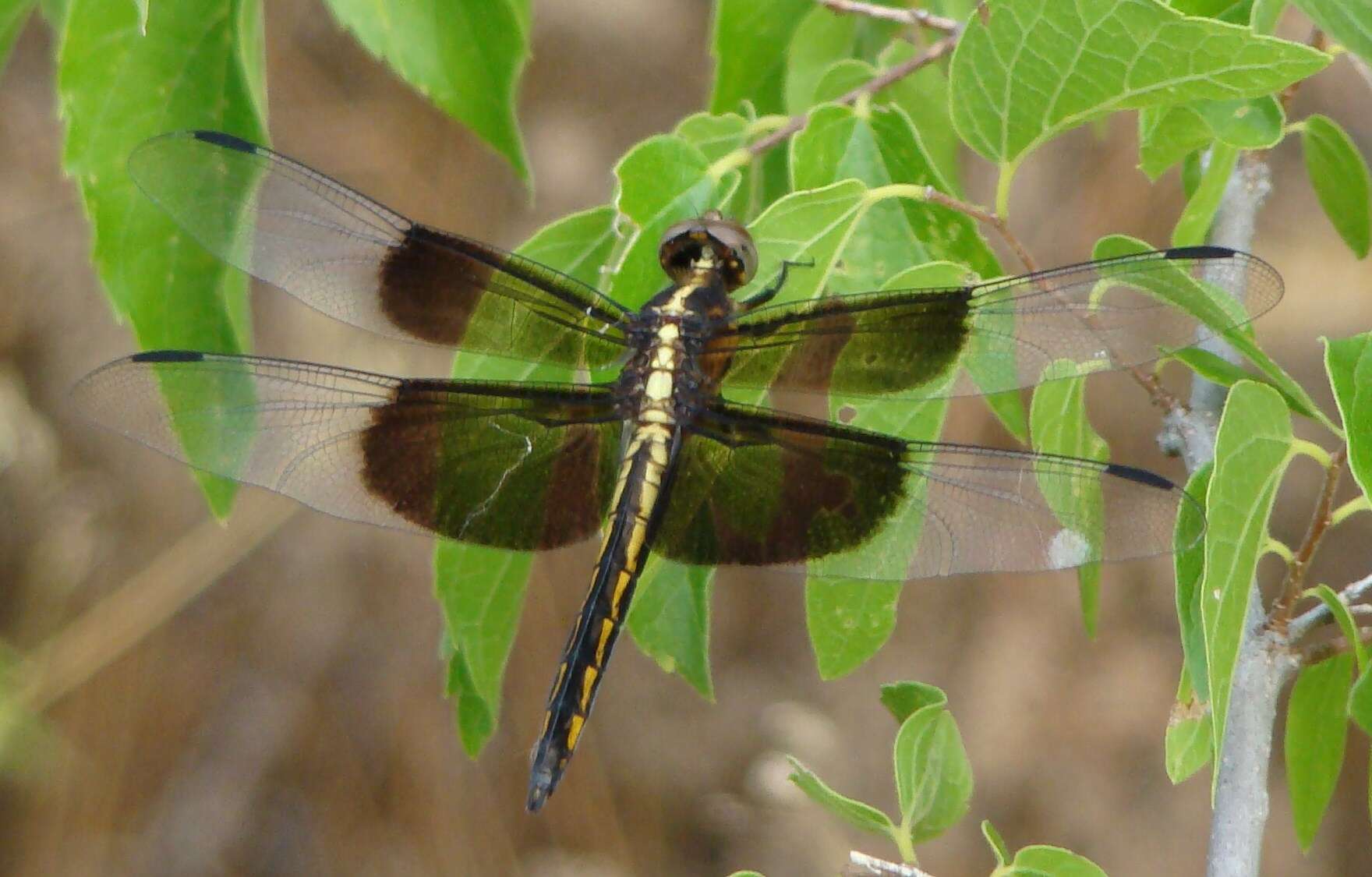 Libellula luctuosa Burmeister 1839 resmi