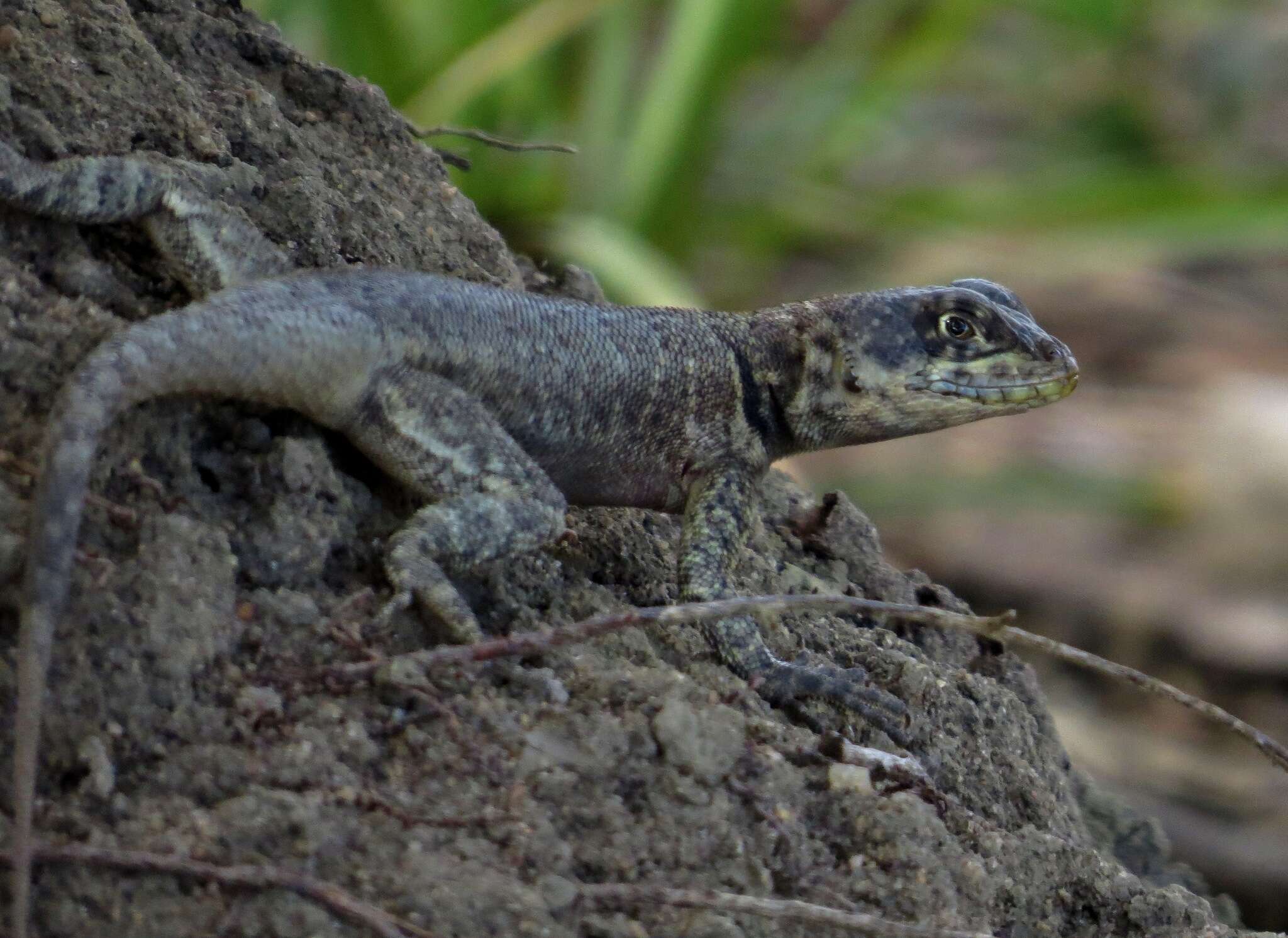 Image of Peters' Lava Lizard