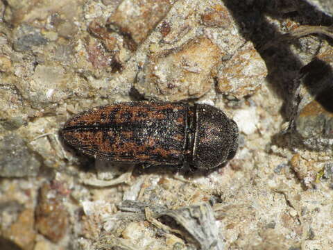 Image de Acmaeodera rubromaculata Lucas 1844