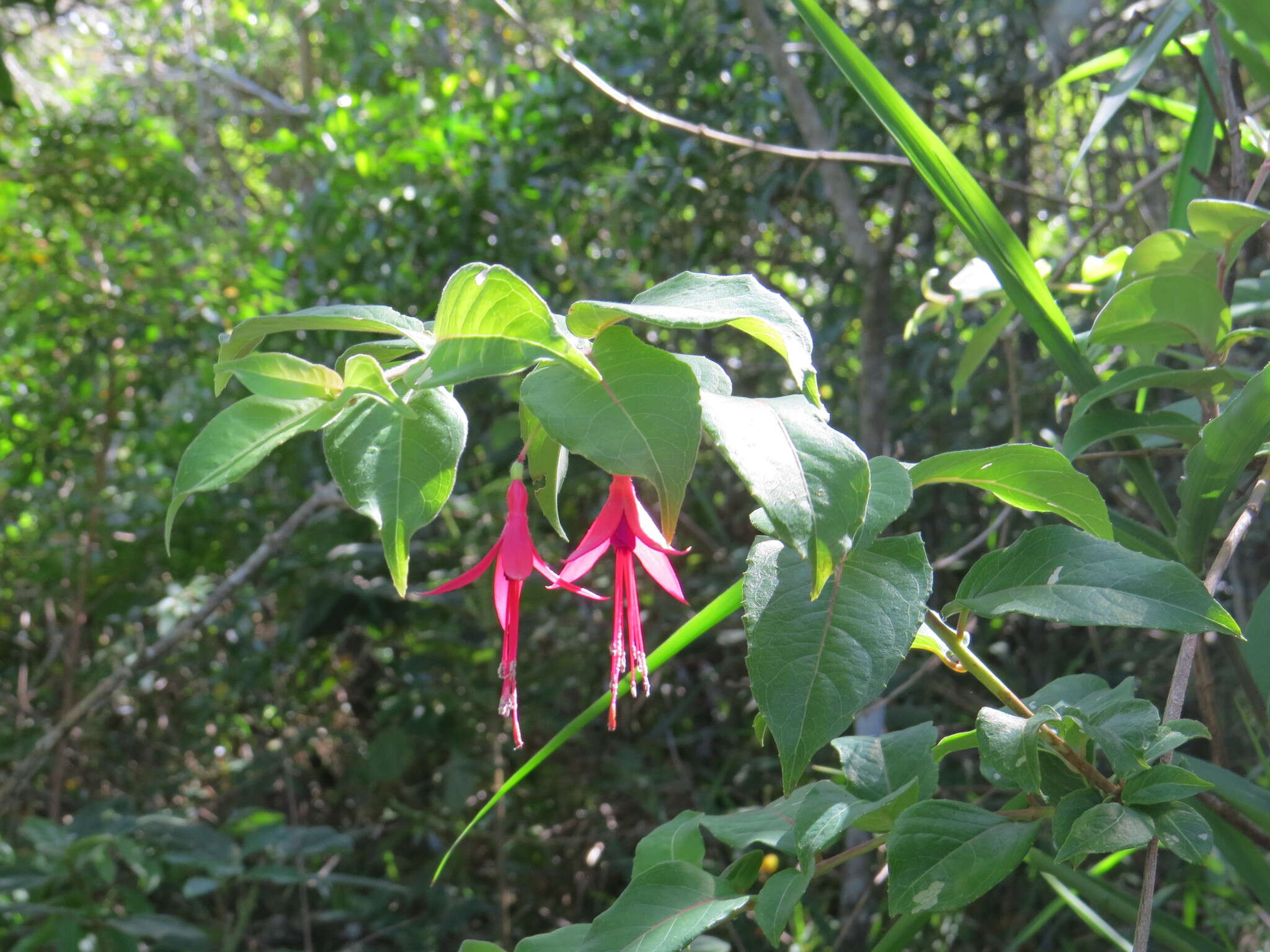 Image of Fuchsia regia (Vand. ex Vell.) Munz