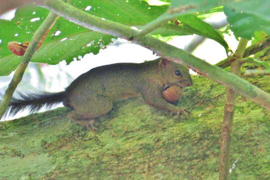 Image of Sciurus richmondi Nelson 1898