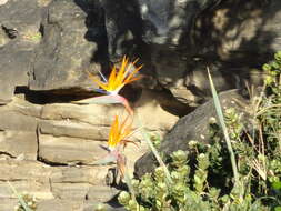 Image of Strelitzia reginae subsp. reginae