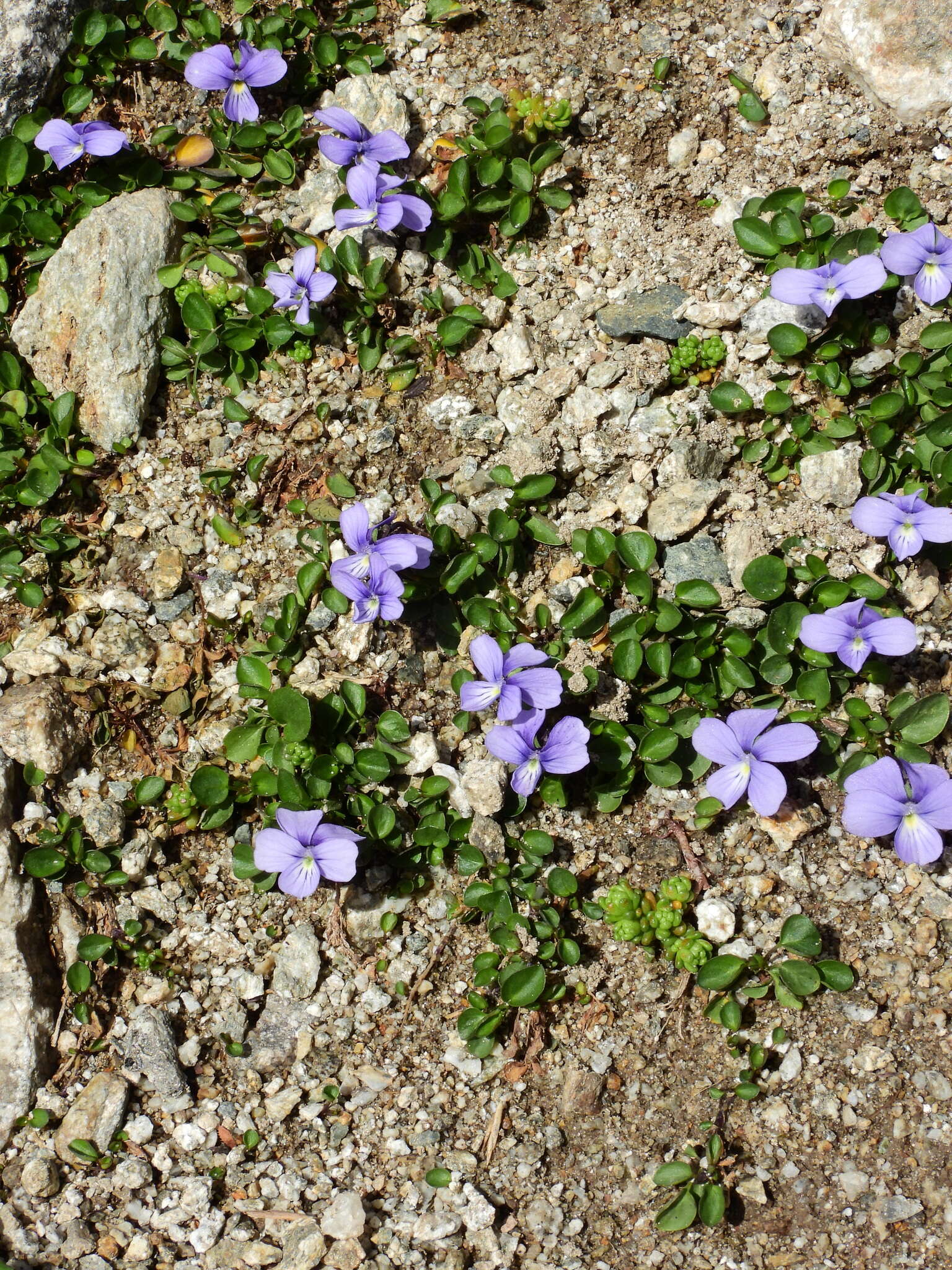 Image of Viola argenteria B. Moraldo & G. Forneris