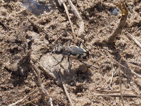 Image of Big Sand Tiger Beetle