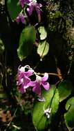 Impatiens acaulis Arn. resmi