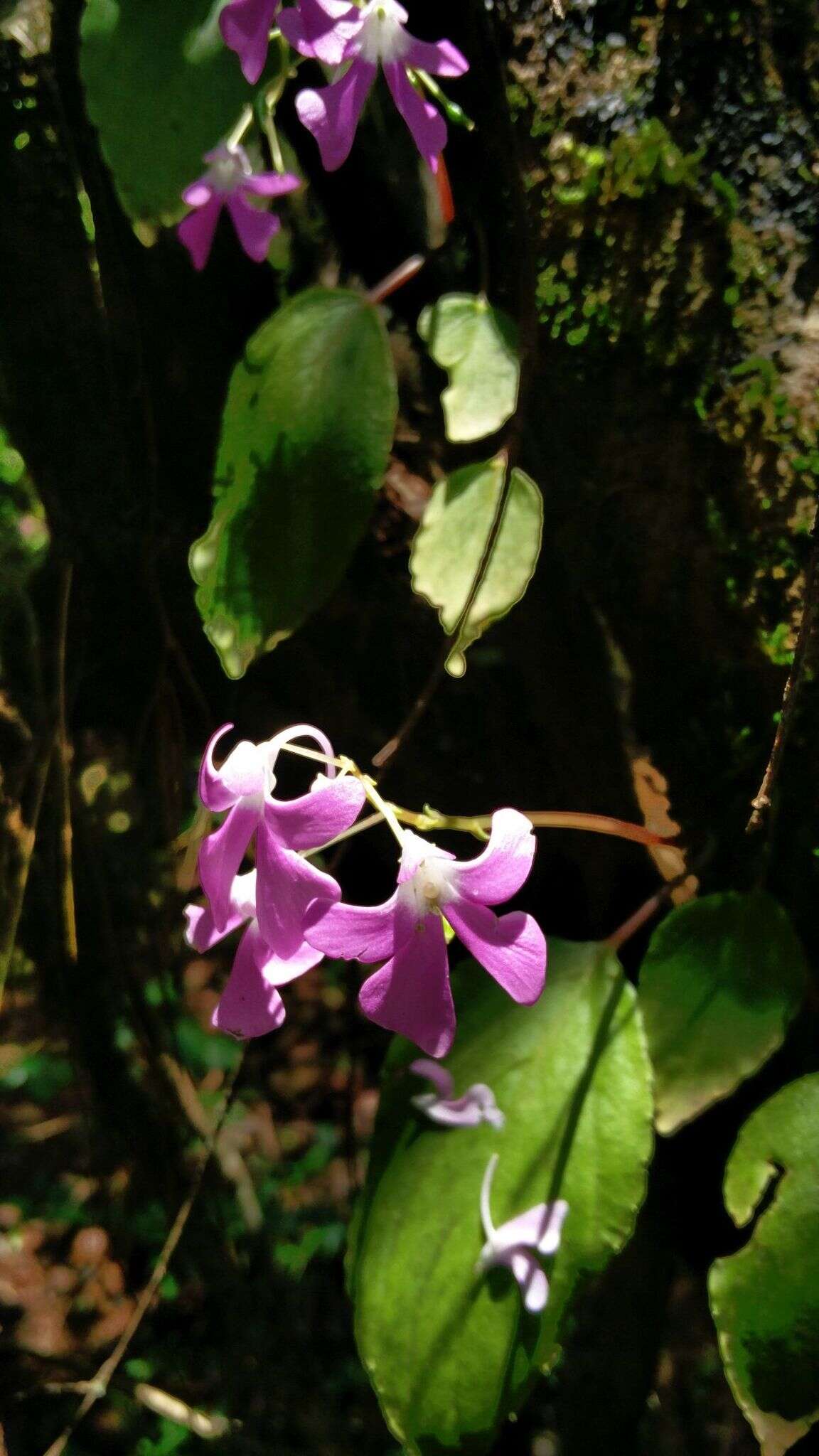 Impatiens acaulis Arn. resmi