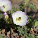 Sphaeralcea purpurata (Lindl.) Krapov. resmi