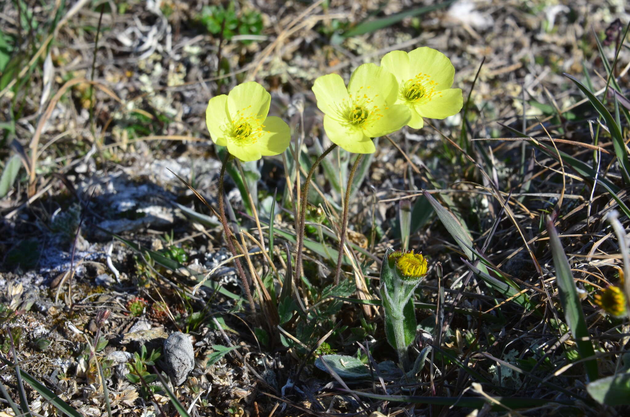 Слика од Papaver pulvinatum subsp. interius V. V. Petrovskii