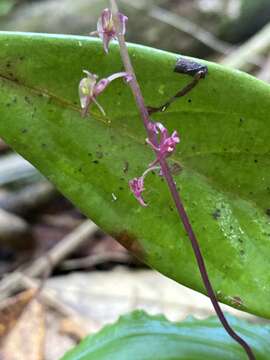 Crepidium matsudae (Yamam.) Szlach.的圖片