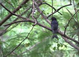 Image of Crow-biled Drongo