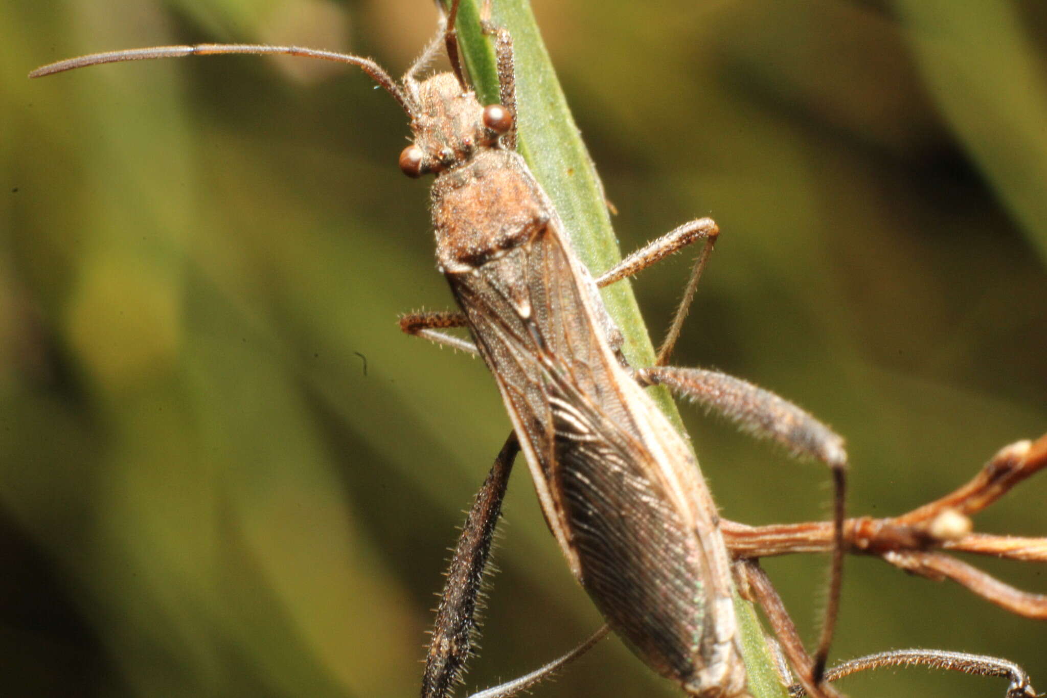 Imagem de Melanacanthus margineguttatus Distant 1911