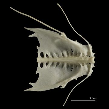 Image of Oilbird