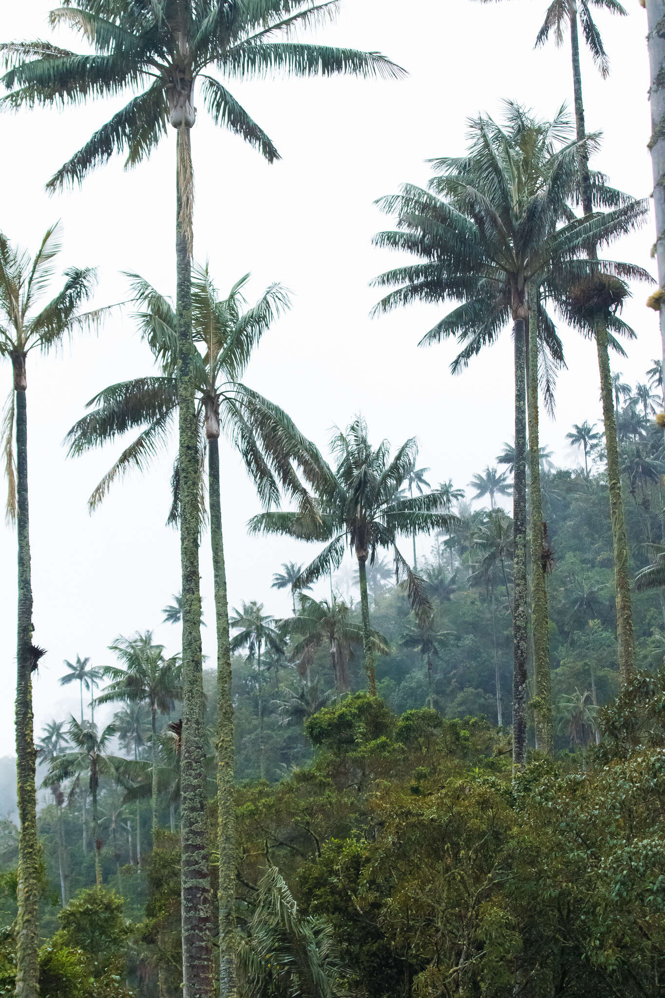 Image of Wax palm