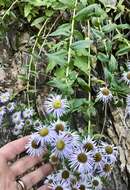 Image of Vreeland's erigeron