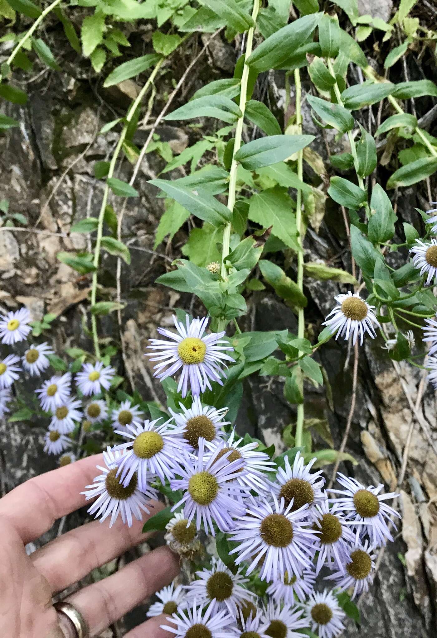 Image of Vreeland's erigeron