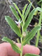 Plancia ëd Lobelia concolor R. Br.