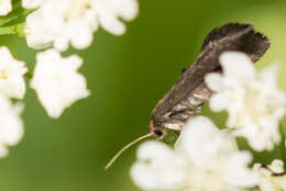 Image of Phaulernis dentella Zeller 1839