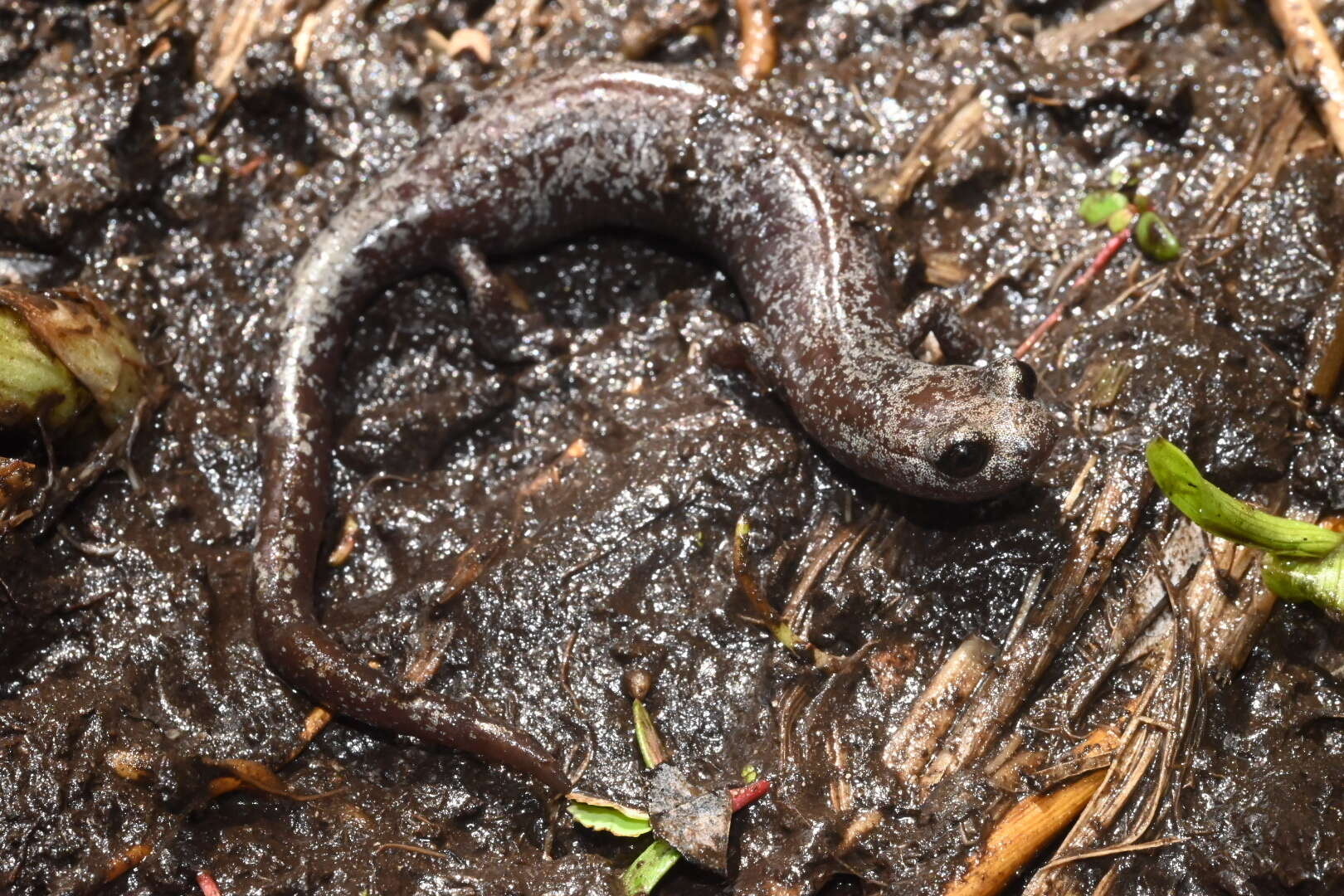 Image of Inyo Mountains Salamander