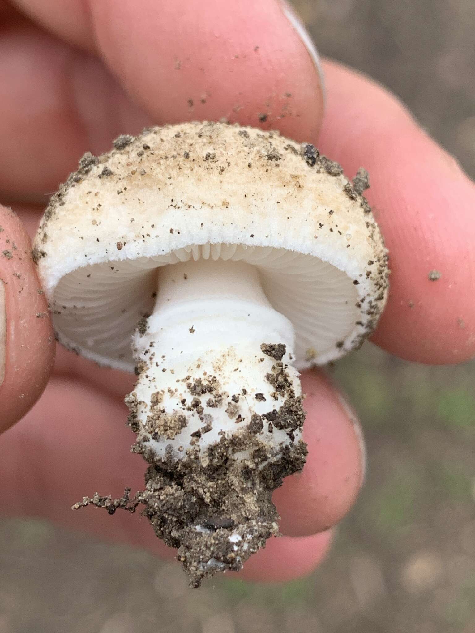 Image of Saproamanita pruittii (A. H. Sm. ex Tulloss, J. Lindgr. & D. Arora) Redhead, Vizzini, Drehmel & Contu 2016